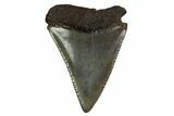 Serrated, Fossil Great White Shark Tooth #158853-1